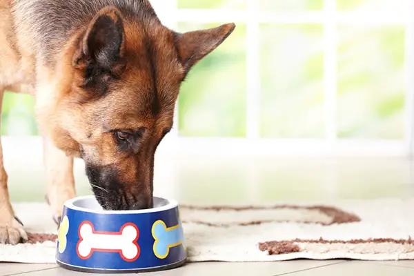 Best Dog Food for German Shepherds