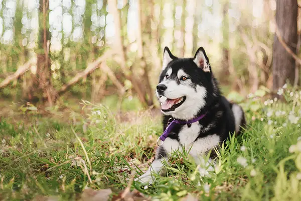 Best Dog Food for Huskies