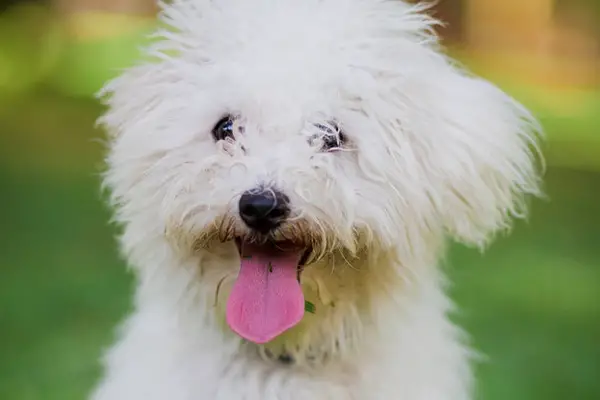 Best Dog Food for Maltese