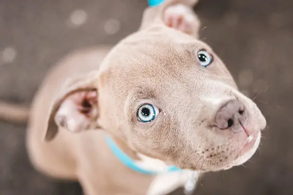 Best Dog Food for Pitbull Puppies