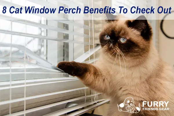 Cat Window Perch Benefits – Why You Need To Consider A Cat Window Perch!