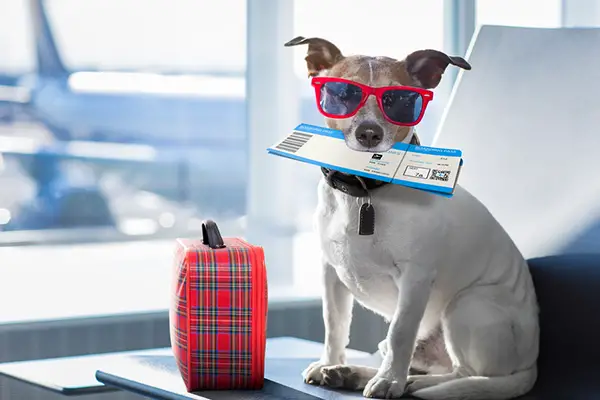 Dog Traveling In Airport