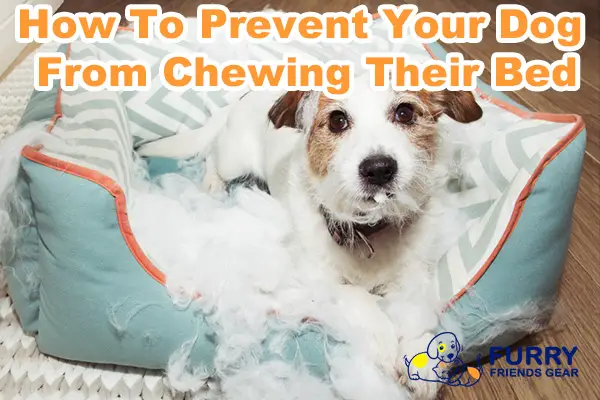 How To Prevent Dog From Chewing Bed