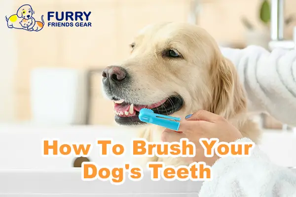 How to Brush Dog's Teeth