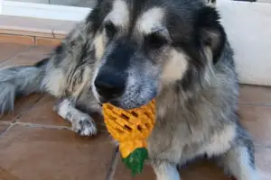 MC Works Pineapple Dog Dental Chews Toy