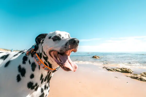 Dalmatian on the beach Dalmatian on the beach