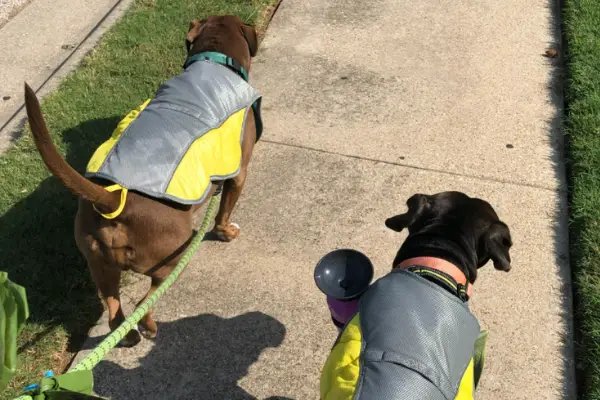 Evaporative Cooling Dog Vest