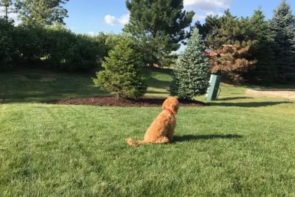 Extreme Dog Fence