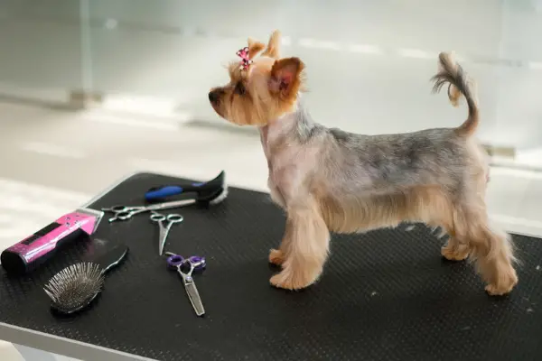 a groomed yorkshire terrier standing on a grooming table