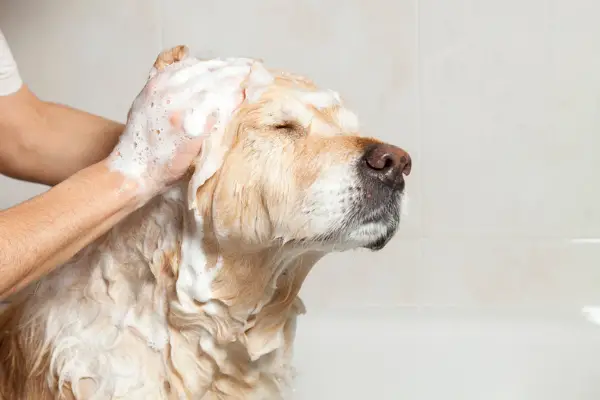 at home dog grooming