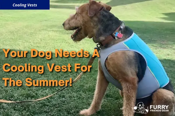 best dog cooling vest