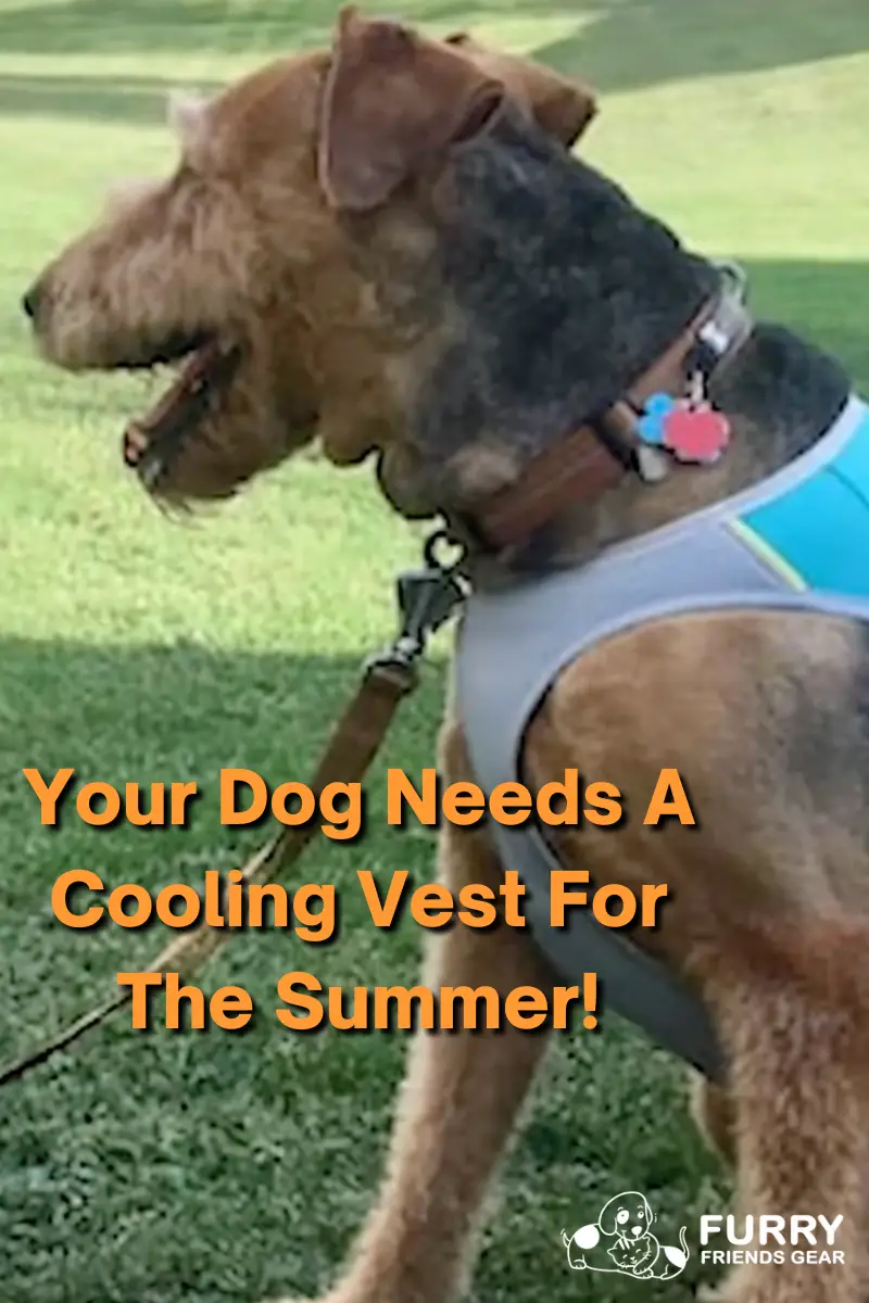 best dog cooling vest PIN