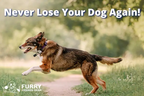 Best Dog GPS Tracker, 2025: Our Top 10 List