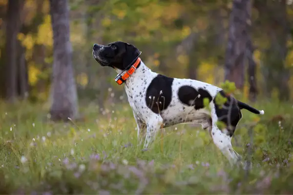 best dog gps tracker