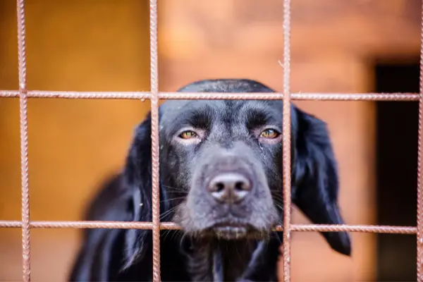 black lab resting head on bars