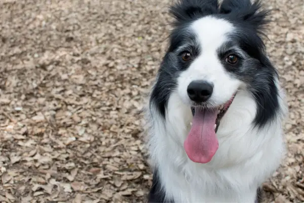 border collie overheating and panting