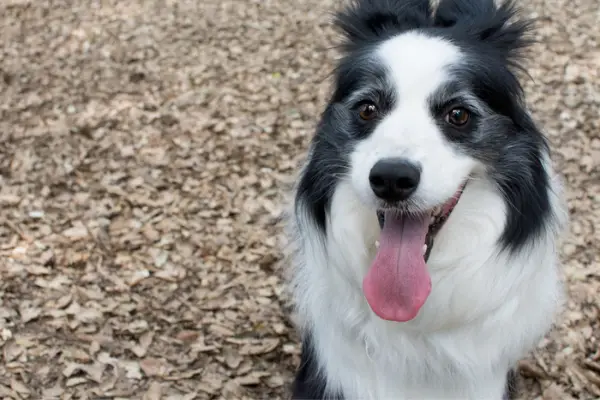 border collie overheating and panting border collie overheating and panting
