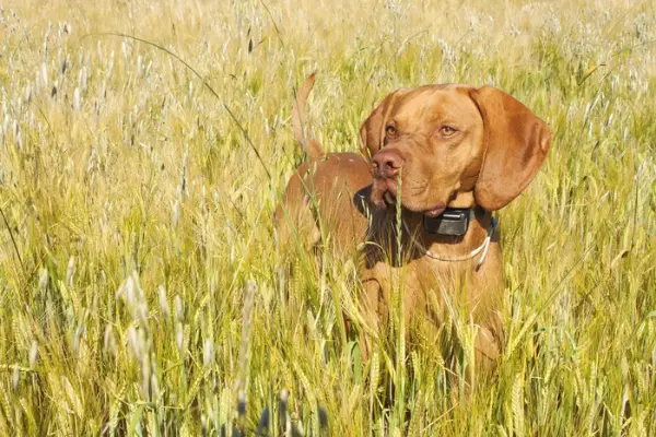 brown dog in grass field with gps collar