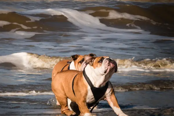 bulldogs on the beach