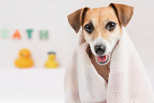 clean dog wrapped in towel in the bathroom