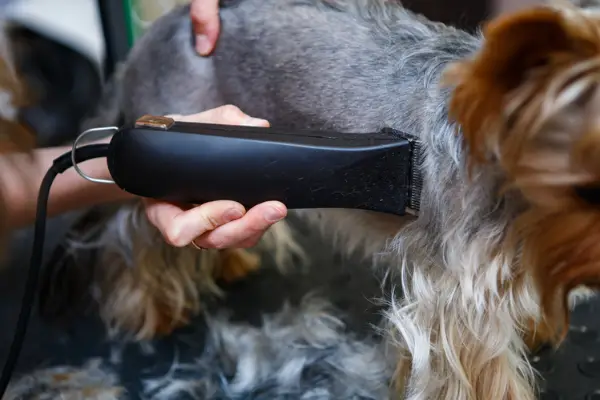 close up of a groomer using clippers on a dog's body