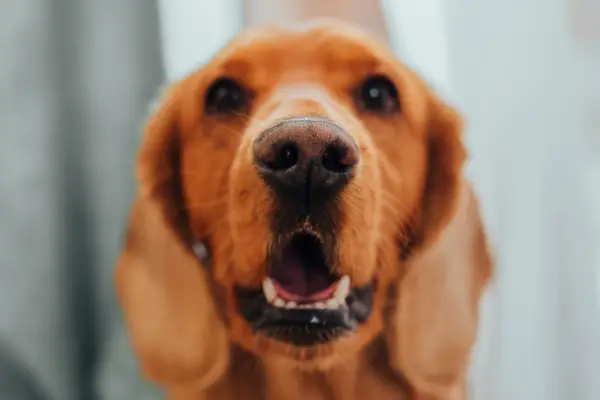 close up of golden retriever face