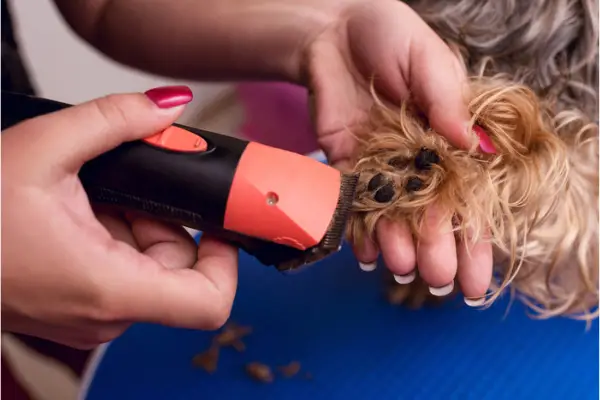 close up of groomer with pink nails trimming paw