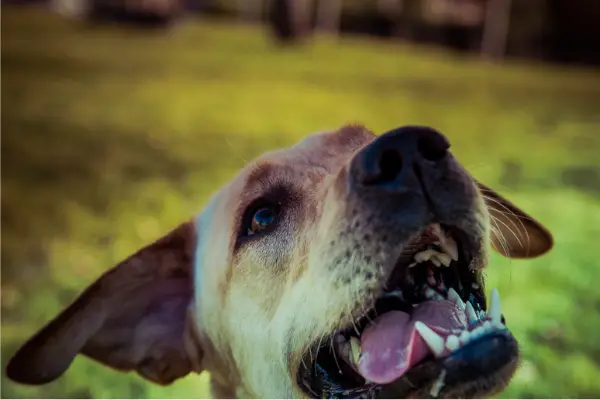 close up of labrador retriever panting