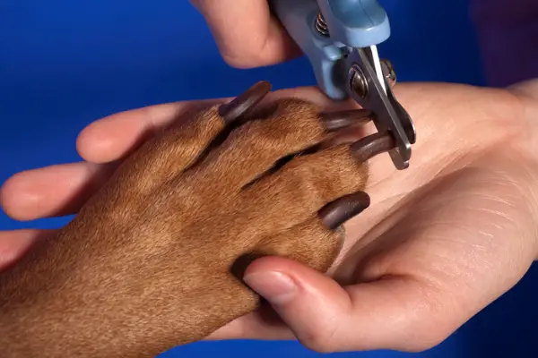 close up of paw nails being clipped