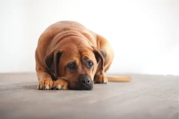 how to help a dog with separation anxiety