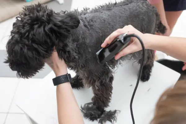 close up of small black curly haired dog getting groomed