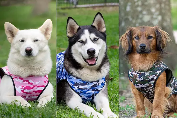 close up of three dogs in the lucolove cooling vest all looking at the camera