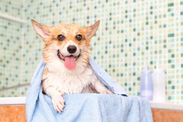 corgi wrapped in blue towel after bath