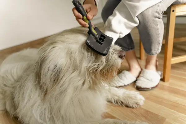 dog being groomed at home