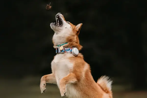 dog catching toy in air with gps collar