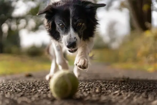 dog chasing tennis ball