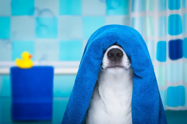 dog face covered by blue towel in the bathroom