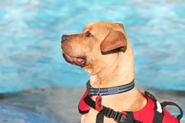 dog in red vest at the pool