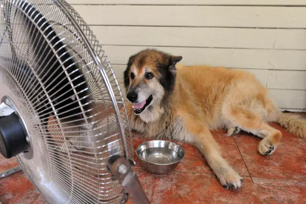 dog laying down with water bowl in front of large fan