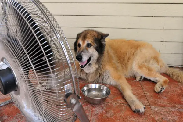 dog laying down with water bowl in front of large fan dog laying down with water bowl in front of large fan