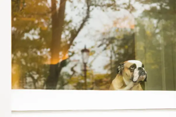 dog looking out of window