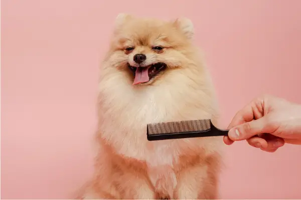 dog on pink background being groomed with a comb