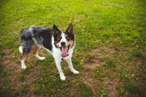 dog panting outside on grass