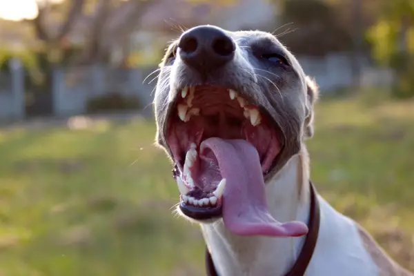 dog panting