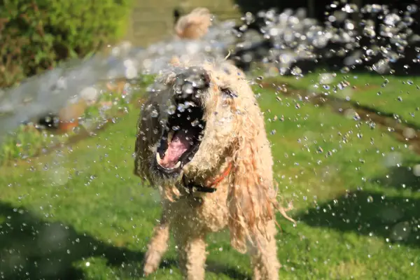 dog playing with garden hose water