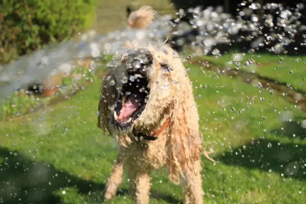 dog playing with garden hose water dog playing with garden hose water