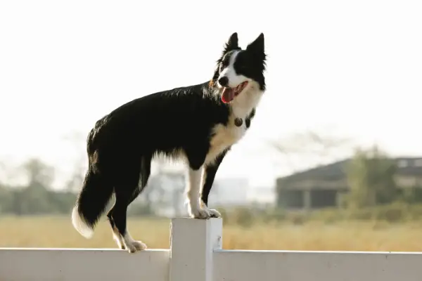 dog standing on white fence