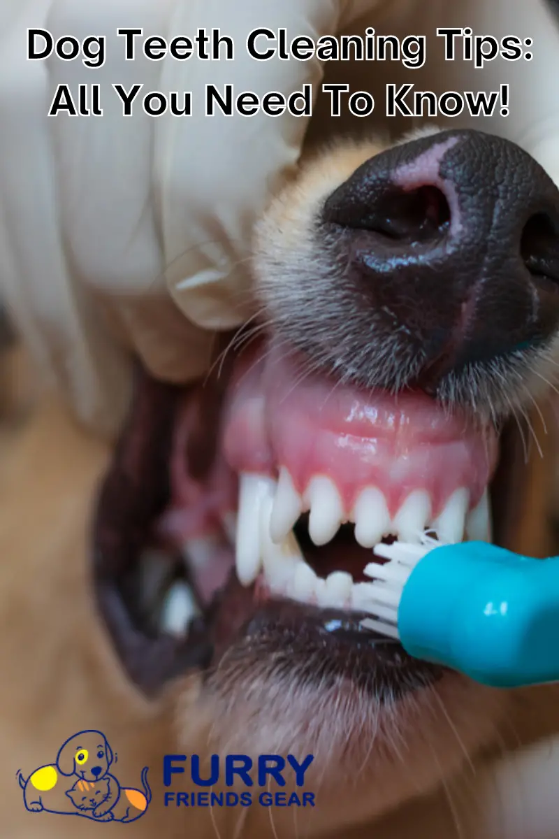 dog teeth cleaning tips