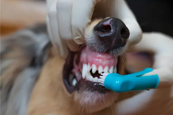 dog teeth cleaning tips