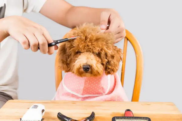 dog with bib being groomed in wooden chair